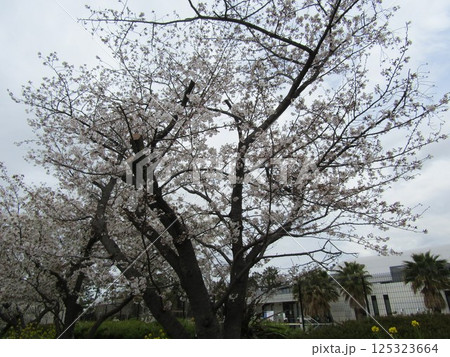 満開のこじま花の会花畑桜並木のサクラ 満開のこじま花の会花畑桜並木のサクラ 125323664