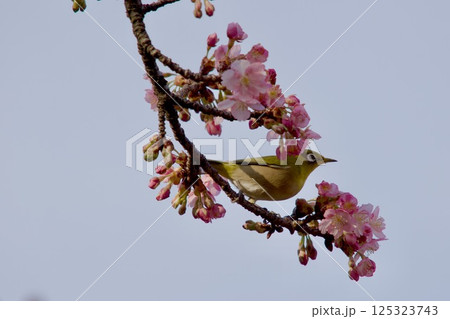 河津桜 125323743