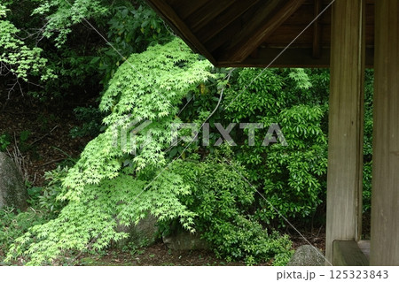 緑萌える 125323843