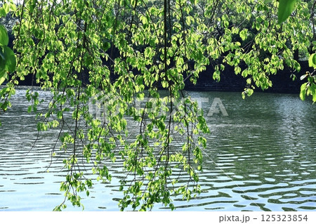 緑萌える 125323854