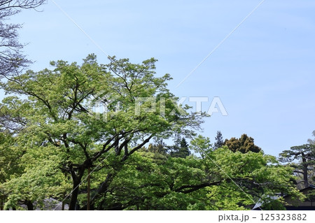 緑萌える 125323882