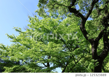 緑萌える 緑萌える 125323889