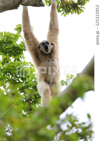 木にぶら下がり鳴くシロテテナガザル 木にぶら下がり鳴くシロテテナガザル 125323952