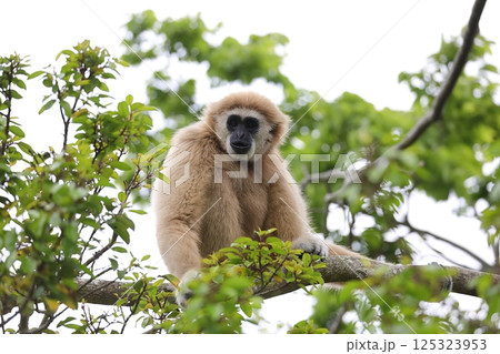 樹上に座ったカメラ目線のシロテテナガザル 樹上に座ったカメラ目線のシロテテナガザル 125323953