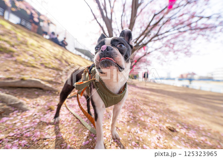 【春】桜の花びらを鼻につけたボストン・テリア【桜】 125323965