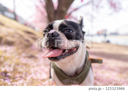 【春】桜の花びらを鼻につけたボストン・テリア【桜】 【春】桜の花びらを鼻につけたボストン・テリア【桜】 125323966