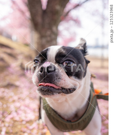 【春】桜の花びらを鼻につけたボストン・テリア【桜】 【春】桜の花びらを鼻につけたボストン・テリア【桜】 125323968