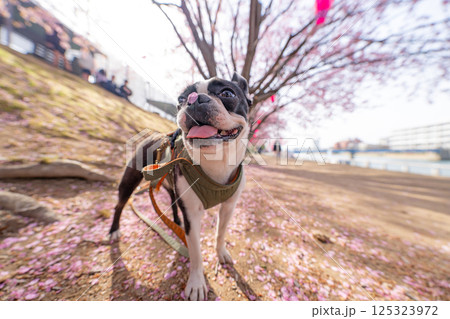 【春】桜の花びらを鼻につけたボストン・テリア【桜】 【春】桜の花びらを鼻につけたボストン・テリア【桜】 125323972