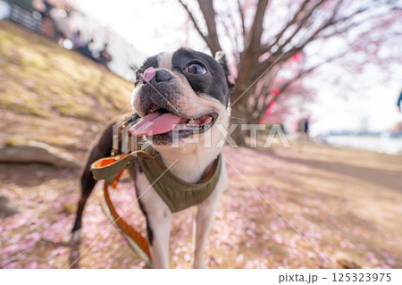 【春】桜の花びらを鼻につけたボストン・テリア【桜】 【春】桜の花びらを鼻につけたボストン・テリア【桜】 125323975