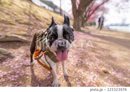 【春】桜の花びらを鼻につけたボストン・テリア【桜】 【春】桜の花びらを鼻につけたボストン・テリア【桜】 125323976