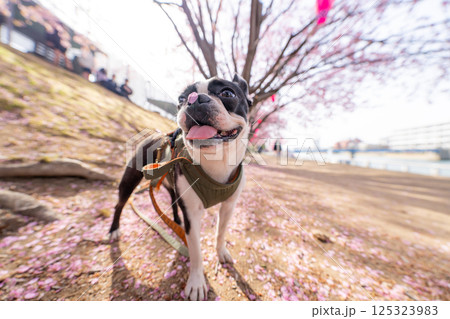 【春】桜の花びらを鼻につけたボストン・テリア【桜】 【春】桜の花びらを鼻につけたボストン・テリア【桜】 125323983
