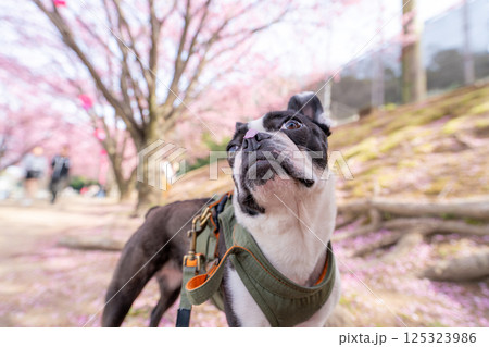 【春】桜の花びらを鼻につけたボストン・テリア【桜】 125323986