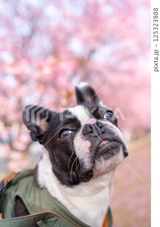 【春】桜の花びらを鼻につけたボストン・テリア【桜】 【春】桜の花びらを鼻につけたボストン・テリア【桜】 125323988