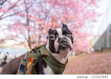 【春】桜の花びらを鼻につけたボストン・テリア【桜】 125323991