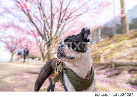 【春】ボストン・テリア【桜】 125324024