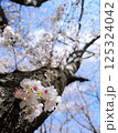 旅立ちの春、桜が未来に向かっていく様を想像して 125324042