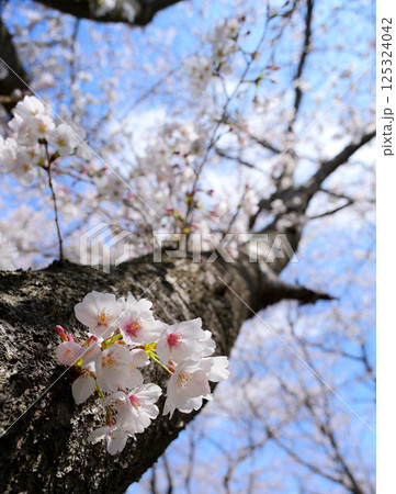 旅立ちの春、桜が未来に向かっていく様を想像して 旅立ちの春、桜が未来に向かっていく様を想像して 125324042