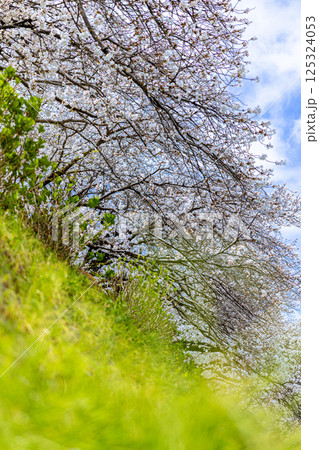 土手に咲く桜 125324053