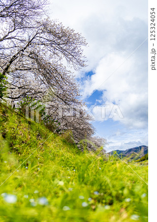 桜のある川沿いの風景 125324054