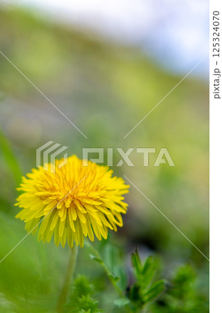 野に咲くたんぽぽ 125324070