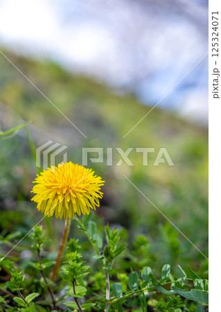 春の野原に咲くタンポポ 春の野原に咲くタンポポ 125324071