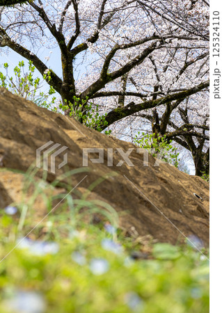 桜のある川沿いの風景 桜のある川沿いの風景 125324110