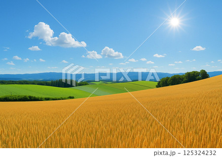 北海道の農村風景 美瑛 麦畑など 北海道の農村風景 美瑛 麦畑など 125324232