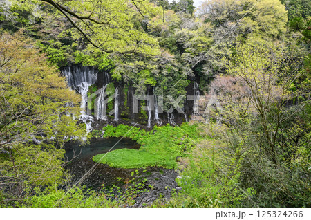 静岡県富士宮市の白糸の滝 125324266