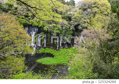 静岡県富士宮市の白糸の滝 静岡県富士宮市の白糸の滝 125324268
