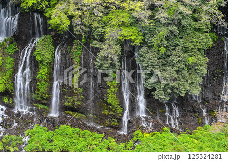 静岡県富士宮市の白糸の滝 125324281