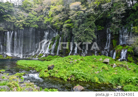 静岡県富士宮市の白糸の滝 125324301