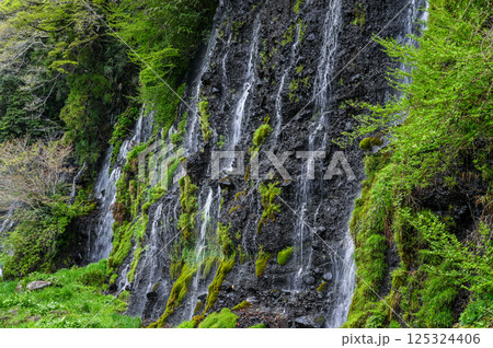 静岡県富士宮市の白糸の滝 静岡県富士宮市の白糸の滝 125324406