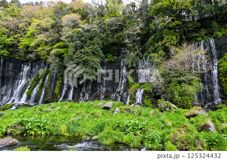 静岡県富士宮市の白糸の滝 静岡県富士宮市の白糸の滝 125324432