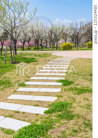 春の愛・地球博記念公園、満開のハナモモ〈愛知県長久手市〉 春の愛・地球博記念公園、満開のハナモモ〈愛知県長久手市〉 125324485