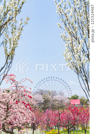春の愛・地球博記念公園、満開のハナモモ〈愛知県長久手市〉 125324487