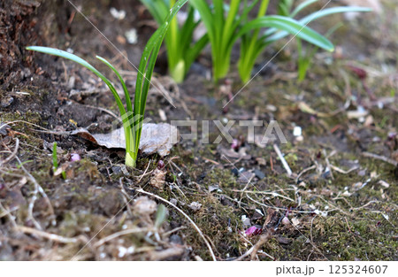 Sprout of gravetye giant leucojum flower in the shade under a tree 125324607