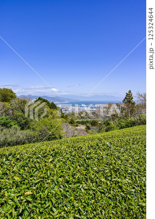 静岡県の茶畑 125324644