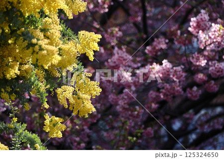 人の心を温かくする存在感 125324650