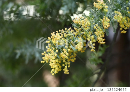 人の心を温かくする存在感 125324655