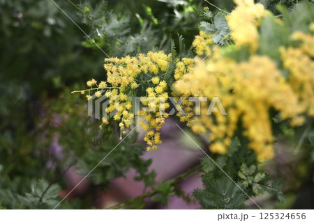 人の心を温かくする存在感 125324656