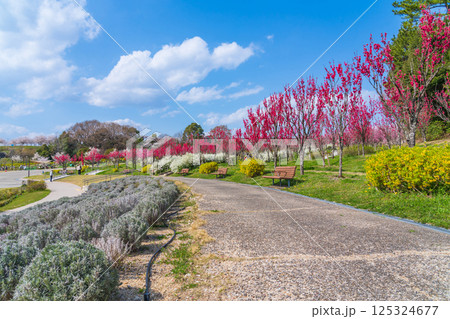 春の愛・地球博記念公園、満開のハナモモ〈愛知県長久手市〉 春の愛・地球博記念公園、満開のハナモモ〈愛知県長久手市〉 125324677