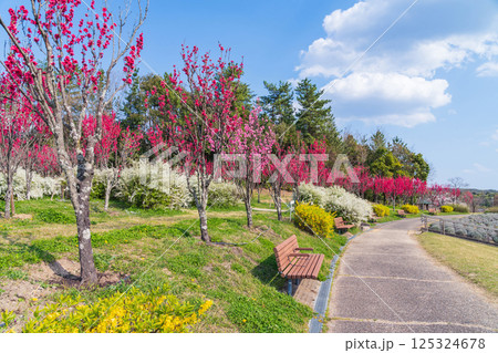 春の愛・地球博記念公園、満開のハナモモ〈愛知県長久手市〉 春の愛・地球博記念公園、満開のハナモモ〈愛知県長久手市〉 125324678