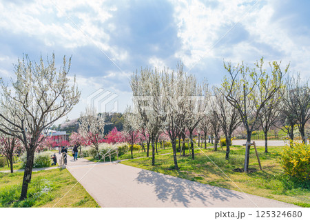 春の愛・地球博記念公園、満開のハナモモ〈愛知県長久手市〉 125324680