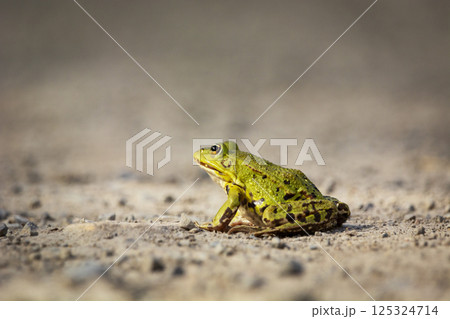 A water frog is sitting on the ground 125324714