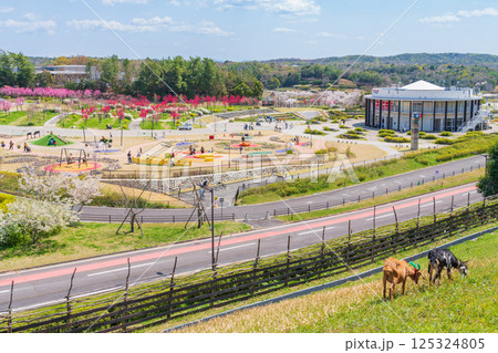 春の愛・地球博記念公園、満開のハナモモ〈愛知県長久手市〉 125324805