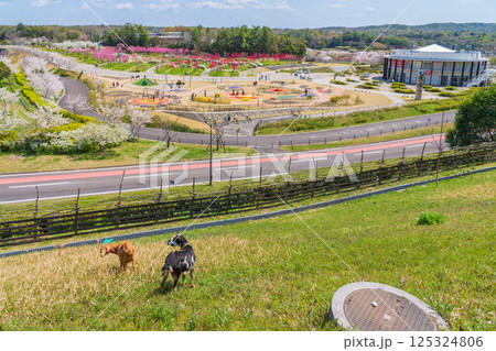 春の愛・地球博記念公園、満開のハナモモ〈愛知県長久手市〉 125324806
