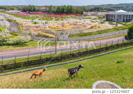 春の愛・地球博記念公園、満開のハナモモ〈愛知県長久手市〉 125324807