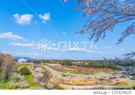 春の愛・地球博記念公園、満開のハナモモ〈愛知県長久手市〉 125324825