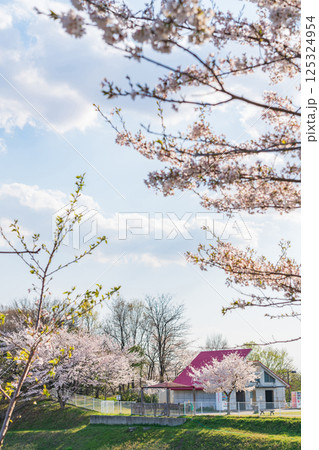 春の愛・地球博記念公園、満開の桜〈愛知県長久手市〉 125324954