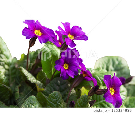 Purple spring primroses, primula polyanthus isolated on white background 125324959